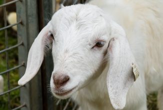 I’m Selling, Trading, or Giving Away My Goat